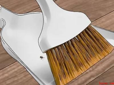 家里有臭虫怎么办能除根