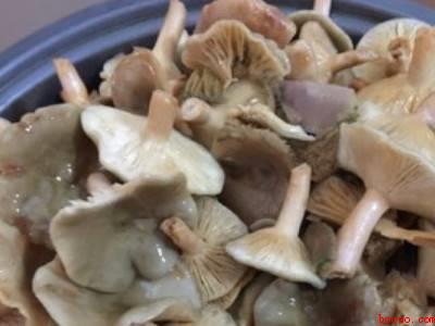 松树菌保存方法