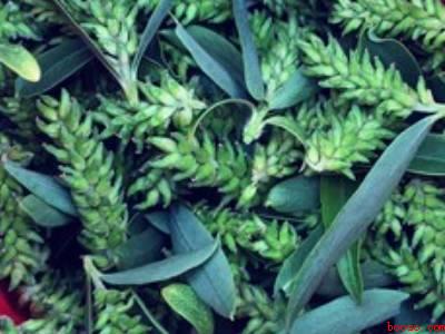 柳絮怎么做好吃