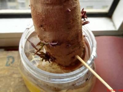 水培红薯的方法和步骤