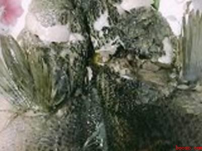 怎样做清蒸鱼又嫩又好吃