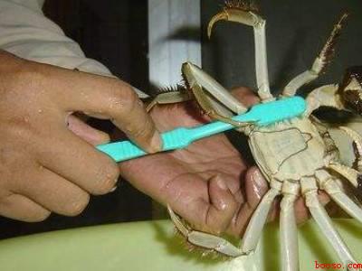 活蟹怎么处理和清洗