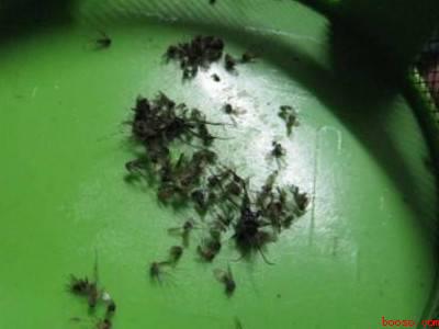 怎么找到蚊子藏在哪