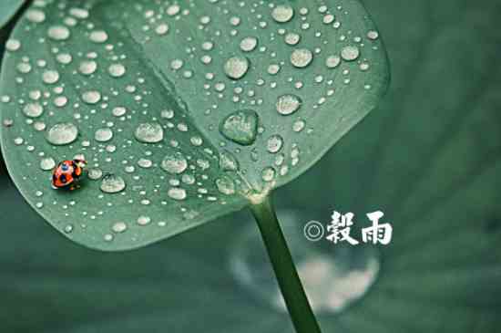 24个节气顺口溜