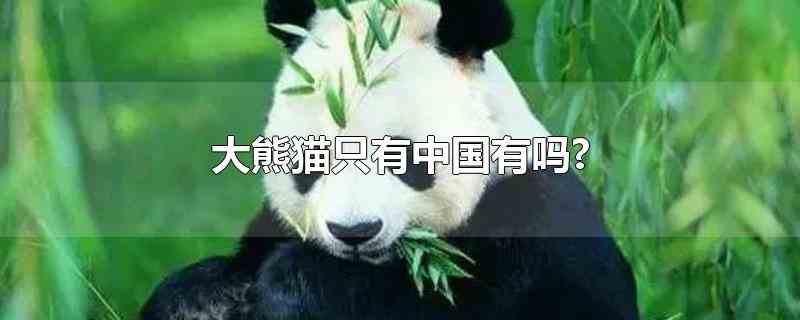 大熊猫只有中国有吗?