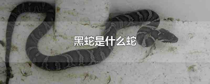 黑蛇是什么蛇(我国黑蛇指的是北方地区的棕黑锦蛇)