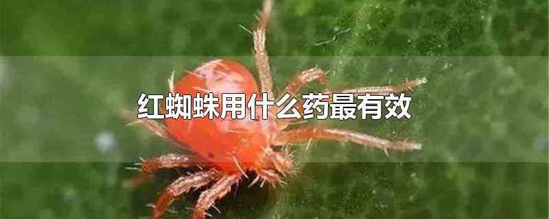 红蜘蛛用什么药最有效