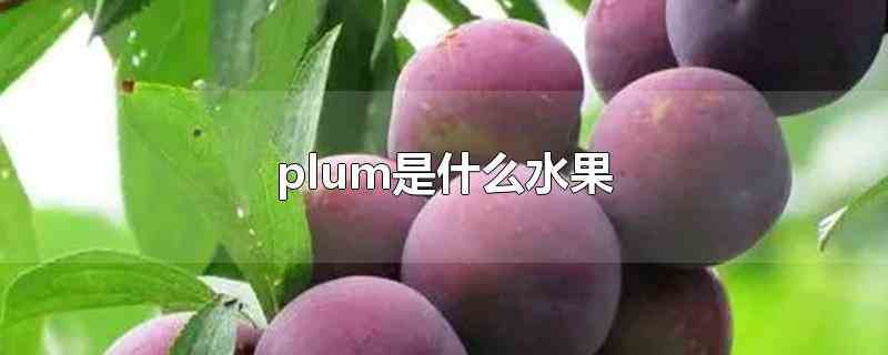 plum是什么水果西梅