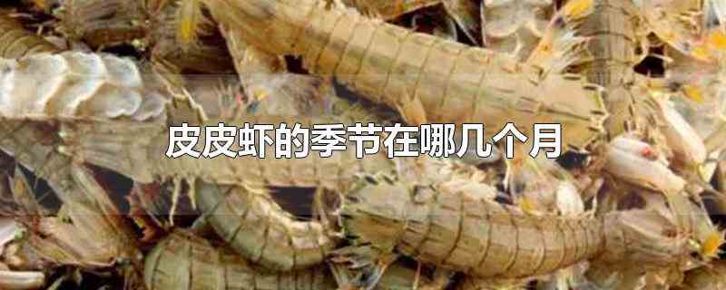 皮皮虾的季节在哪几个月