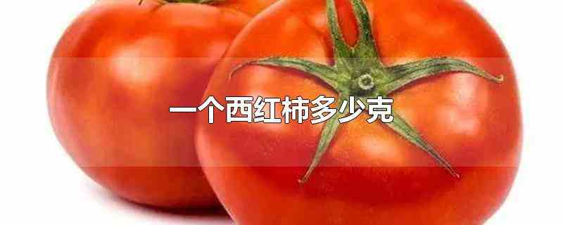 一个西红柿多少克