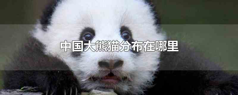 中国大熊猫分布在哪里