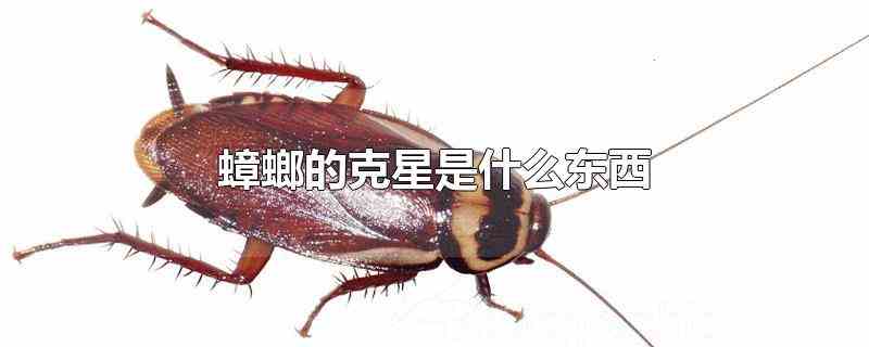 蟑螂的克星是什么东西蟑螂喜欢温暖、潮湿、食物丰富和多缝隙的场