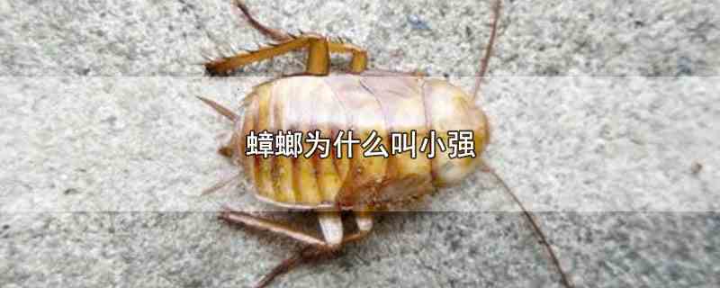 蟑螂为什么叫小强(蟑螂叫小强最早源于周星驰1993年的电影)