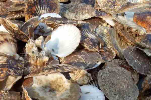 獐子岛在哪个城市(大连獐子岛属于哪个城市)