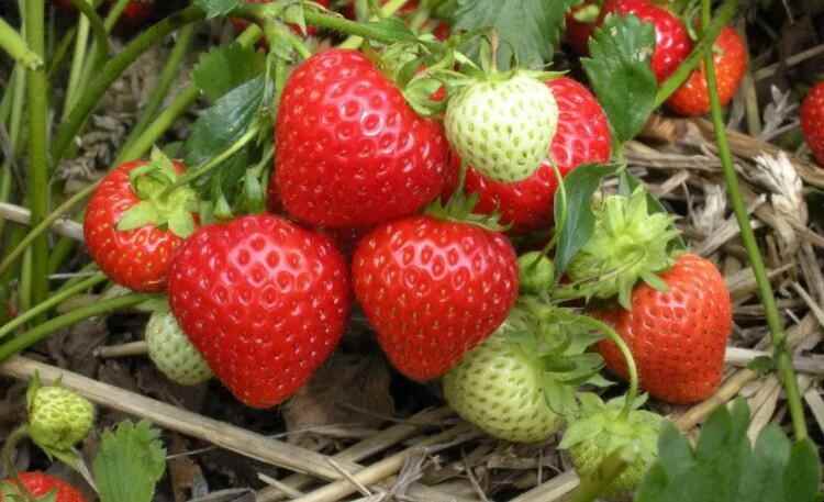 草莓酸是什么原因