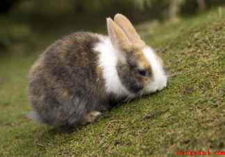 男子捡回3只兔子7个月繁殖近百只 兔子繁殖速度有多快