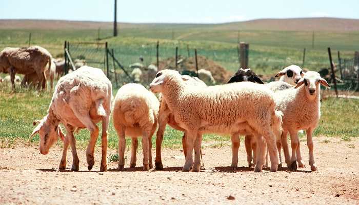 扬眉吐气是什么生肖(扬眉吐气是指羊这个生肖)