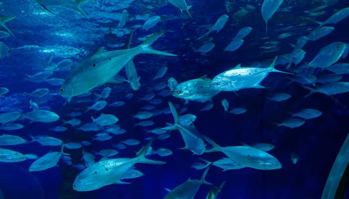 梦见河里密密麻麻全是鱼