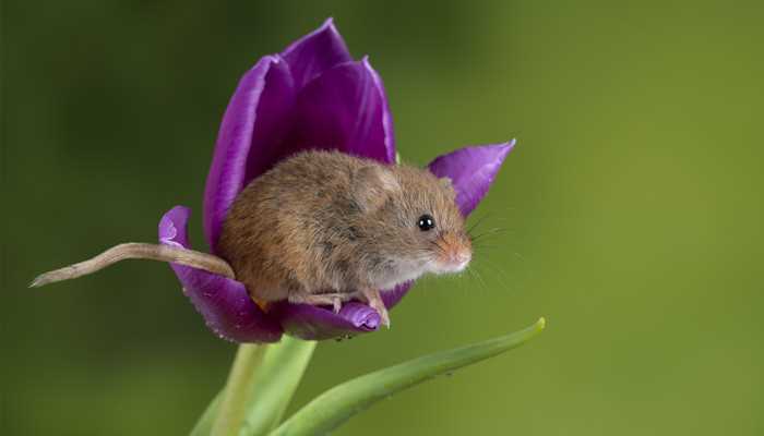 梦见老鼠被打死