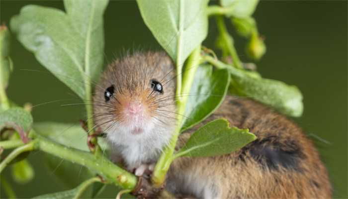 梦见一窝刚出生小老鼠的梦境解析