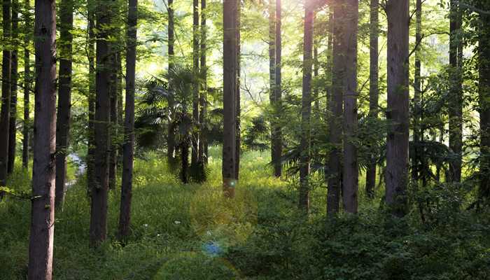 梦见树是什么意思