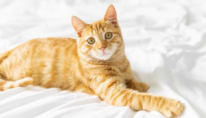 女人梦见老虎和猫是什么预兆