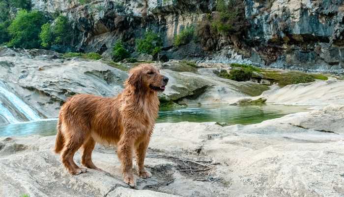 梦见一群大大小小的狗(恋爱中的人梦见大大小小的一群狗)