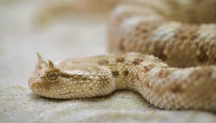梦见白色大蟒蛇是什么意思