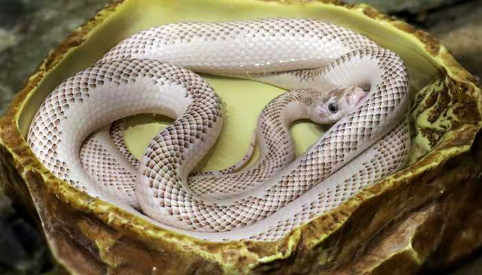 一身如材无力气是什么生肖(一身如材无力气是生肖蛇)