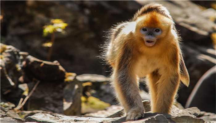 历尽千山共万水是什么生肖