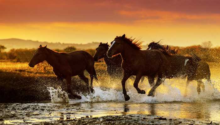 一举成名福无边是什么生肖