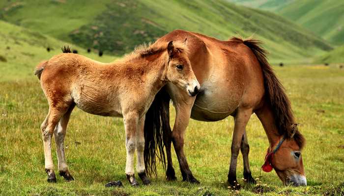 鹤万童颜指什么生肖