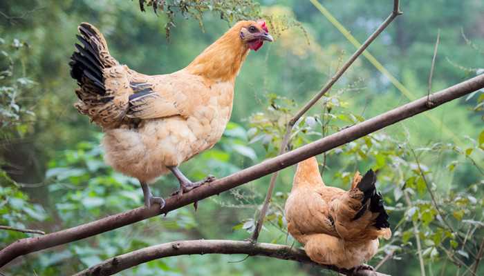灯火阑珊打一生肖的注意事项