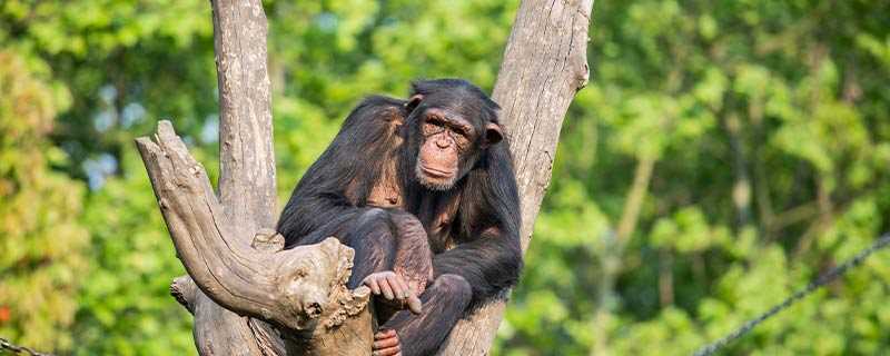 大猩猩和黑猩猩的区别(黑猩猩和大猩猩的区别)
