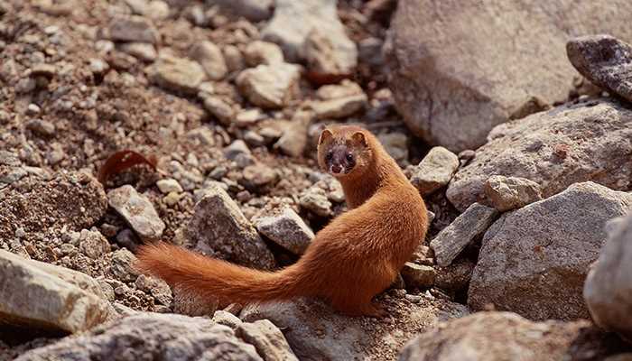 梦见黄鼠狼往身上扑甩不走