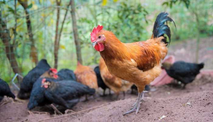 家有一女成凤凰指什么生肖(家有一女成凤凰指鸡这个生肖)