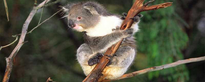 澳大利亚的国宝有袋鼠、树袋熊和鸭嘴兽