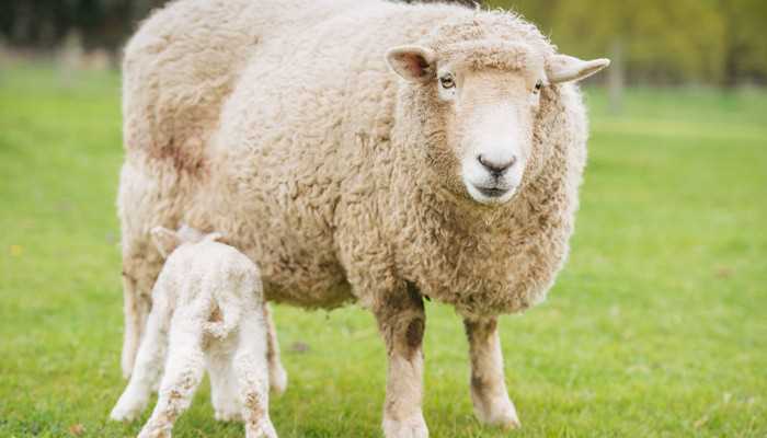 做梦梦见杀羊是怎么回事