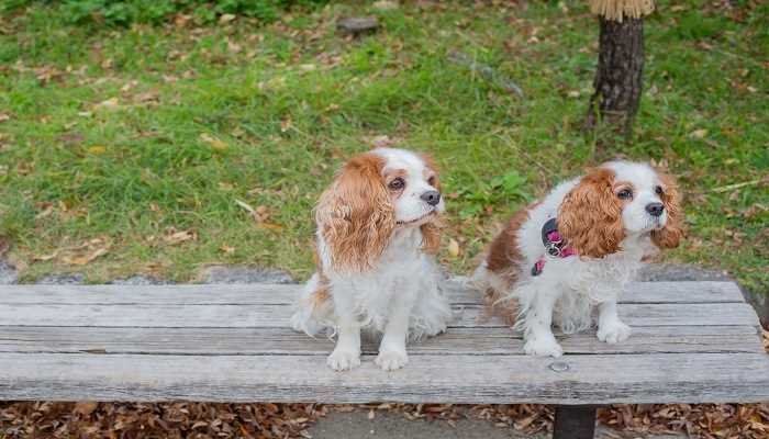 梦见两狗相交是吉是祸(梦见两狗相交的梦境解析)