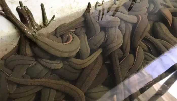 梦见蚂蟥吸自己脚上的血,拔不完蚂蟥