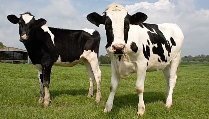 汗流浃背是什么生肖