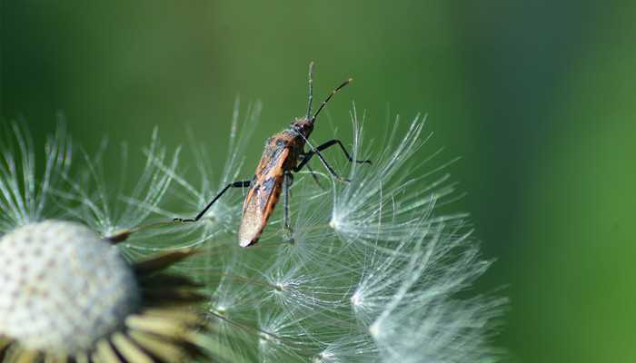 梦见很多吸血虫