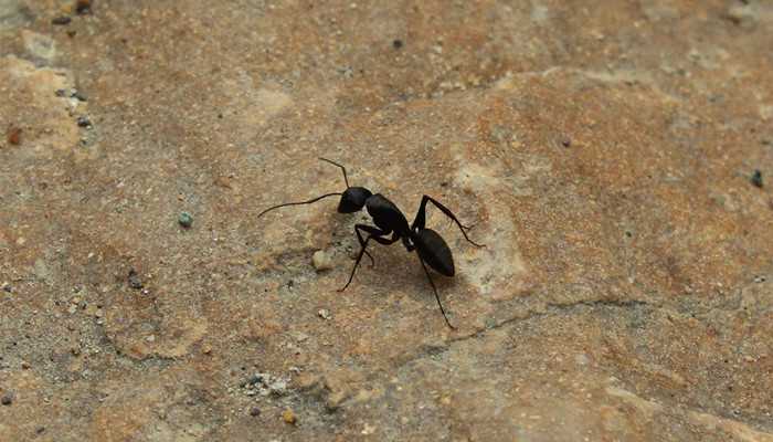 梦见一半蚂蚁一半大米