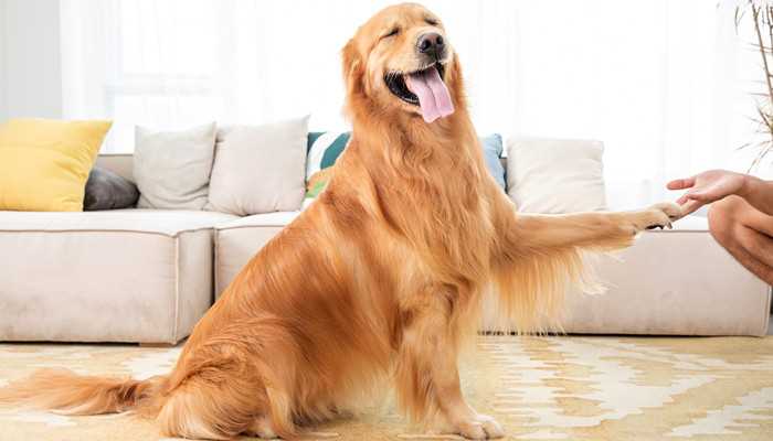 大门是代表哪一个生肖