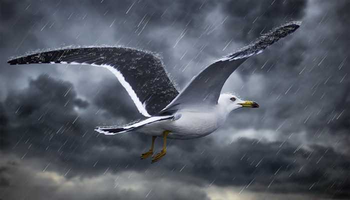 梦见雨下的好大的梦境解析