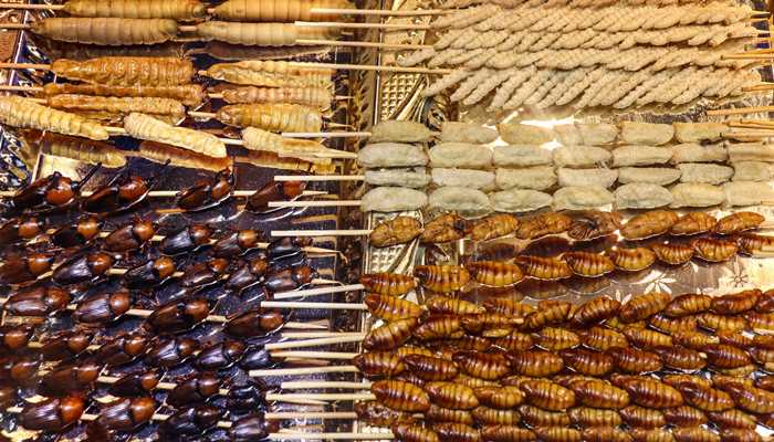 出行的人梦见很多蛆虫动