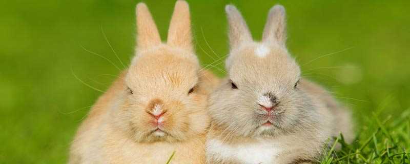 兔子的别称和雅称有扑朔、缺鼻、跳猫子、明视及山蹦子