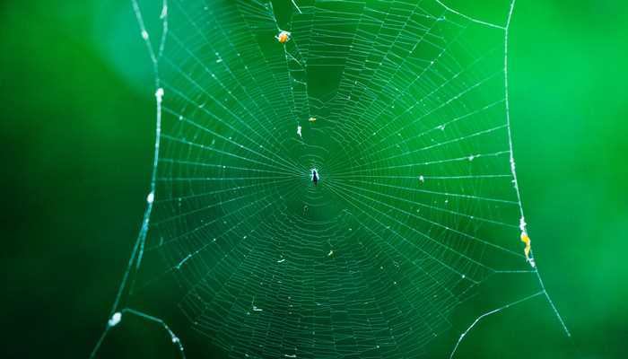 梦见蜘蛛网是什么意思