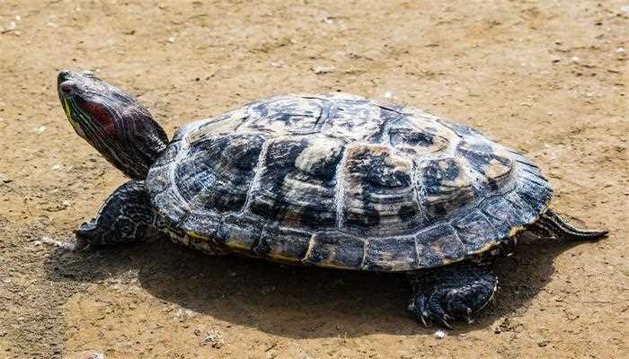 女人梦见一只大乌龟的梦境解析