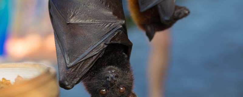蝙蝠属于哺乳动物吗(蝙蝠是哺乳纲、翼手目生物的统称)